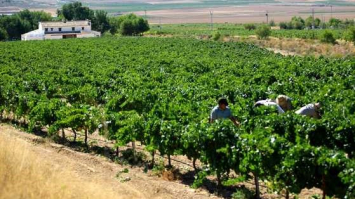 Paseo entre viñedos Ruta del Vino de Yecla